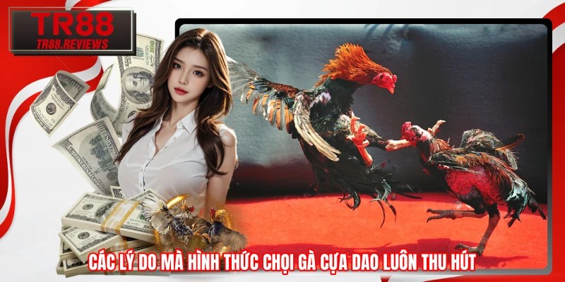 Các lý do mà hình thức chọi gà cựa dao luôn thu hút