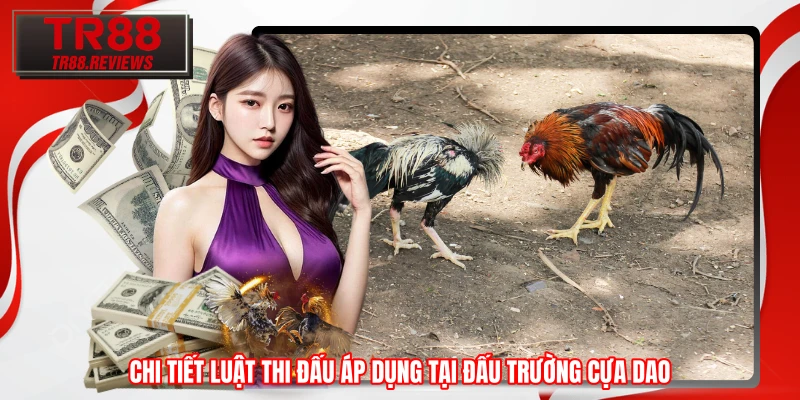 Chi tiết luật thi đấu áp dụng tại đấu trường cựa dao