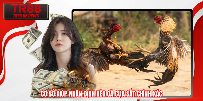 Cơ sở giúp nhận định kèo gà cựa sắt chính xác 
