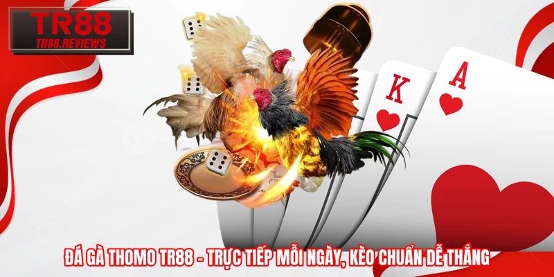 Đá Gà Thomo TR88 – Trực Tiếp Mỗi Ngày, Kèo Chuẩn Dễ Thắng 